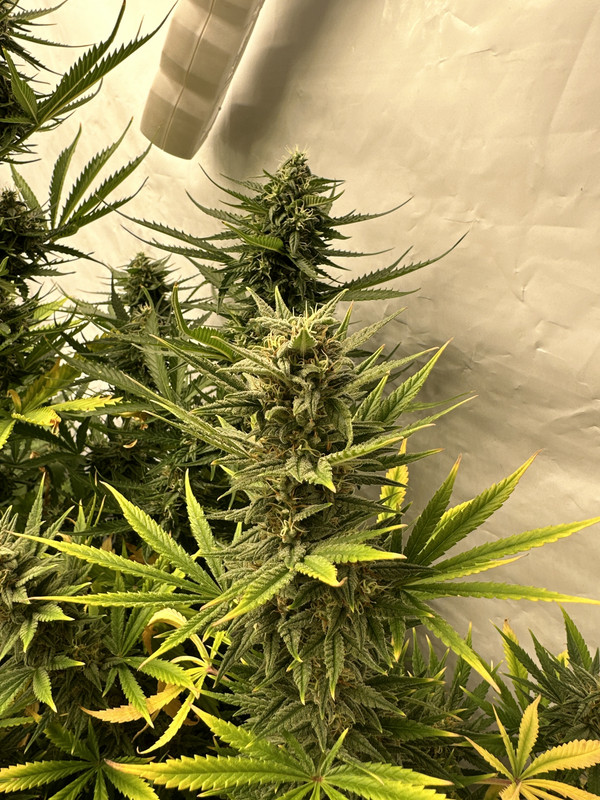 13162522-AB98-4EA4-ADA6-EE756D43AF95