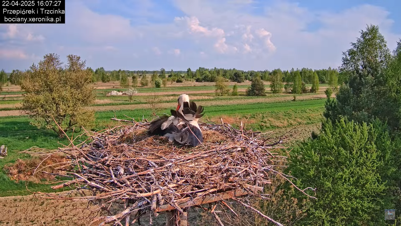 22042025bociany15