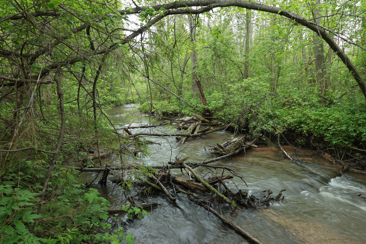 IMG_5604 (2592 x 1728)