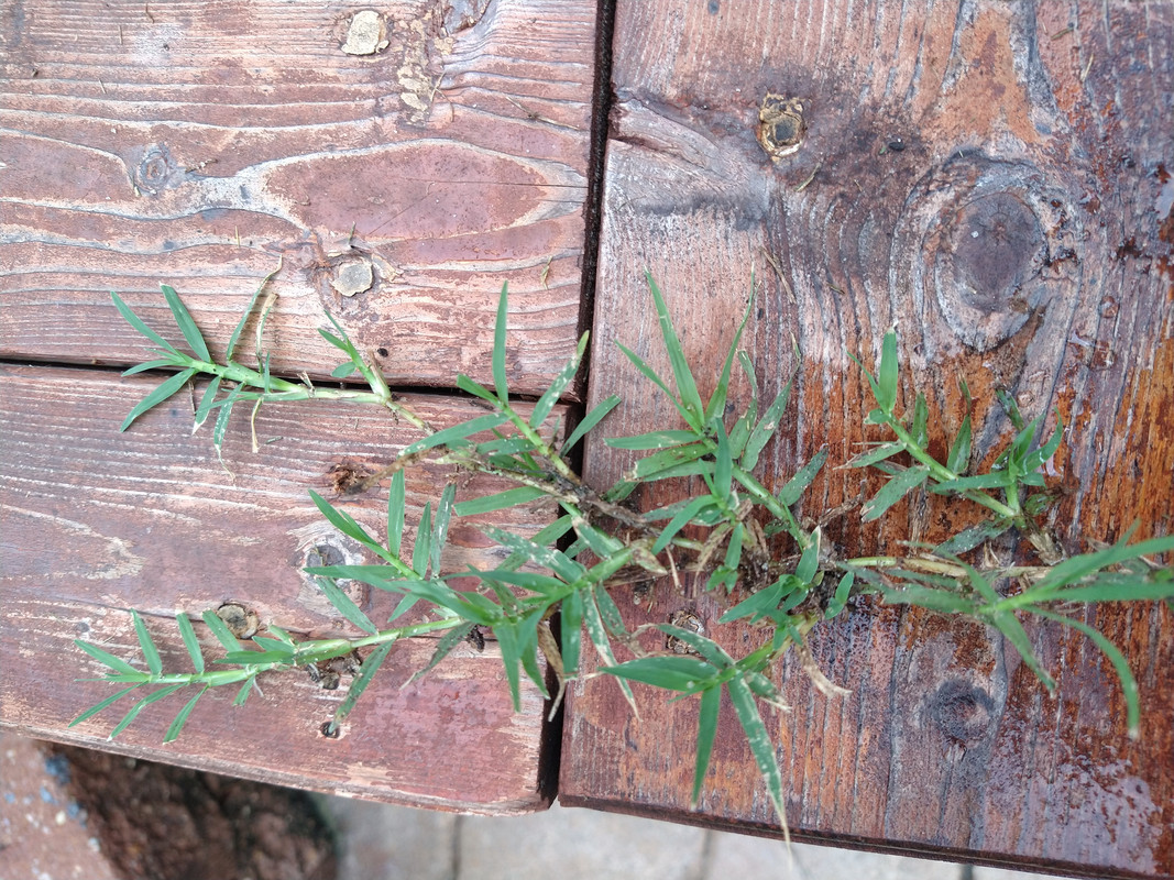 IMG_20210620_135159306