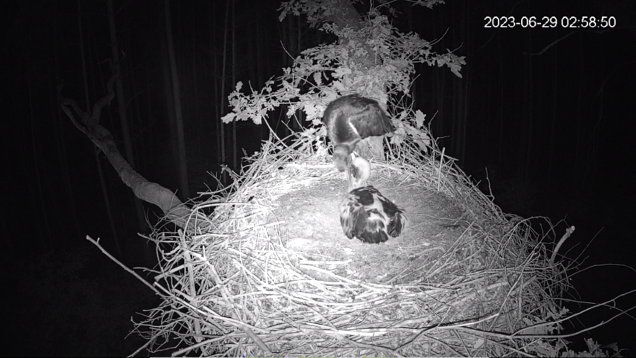 29 Czerwca noc z mamą