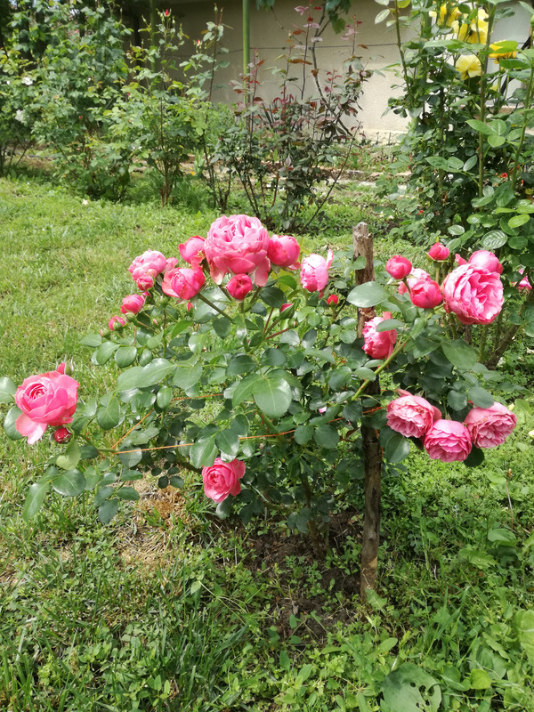 IMG_20200530_113455