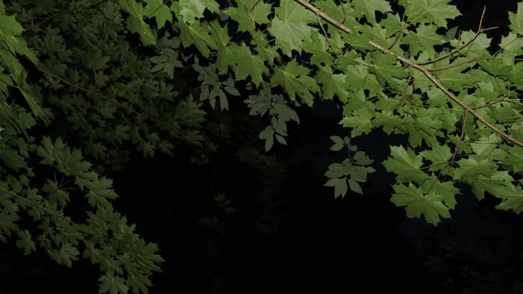 The Botanist's banner
