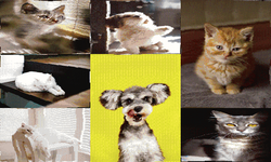 Captcha SMN8-LAX7a1-QN4u-default.png