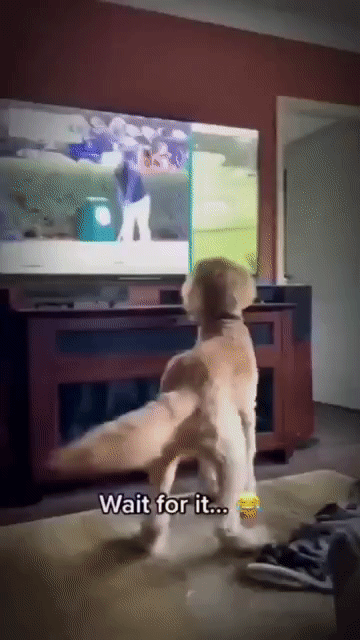Dog-Golfball-on-TV