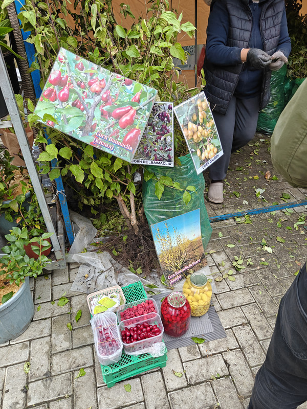 IMG20261017125630