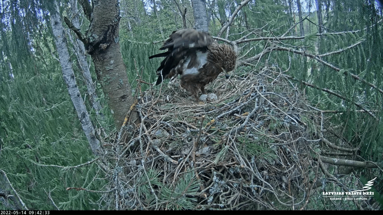 Webp.net-gifmaker (1)