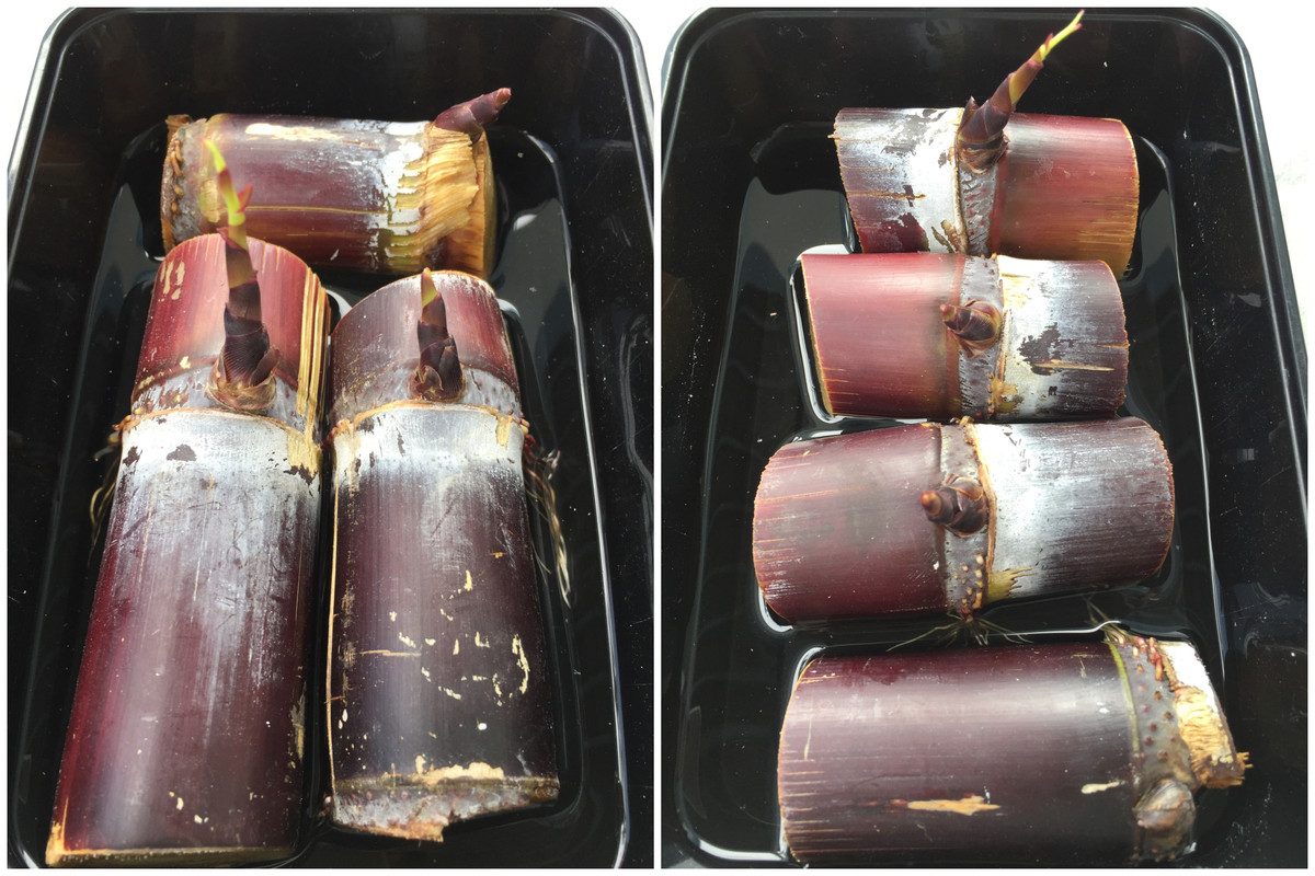 day-06-sugarcane-taller.jpg
