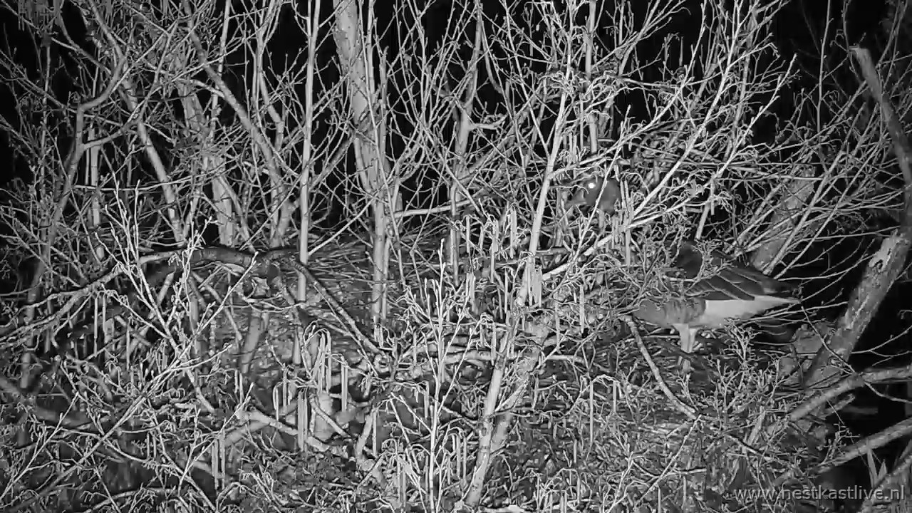 snapshot 2026 03 29T005210 426