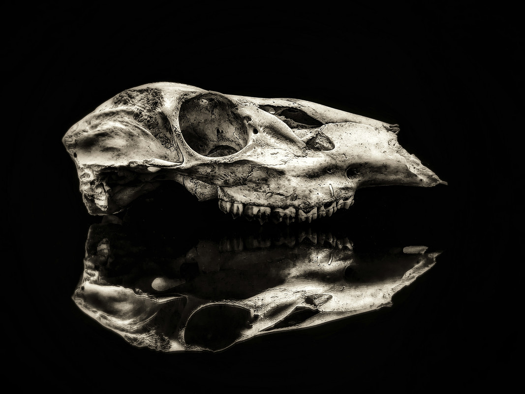 PXL_20201018_222104001-02-03_Primos1-01_edited