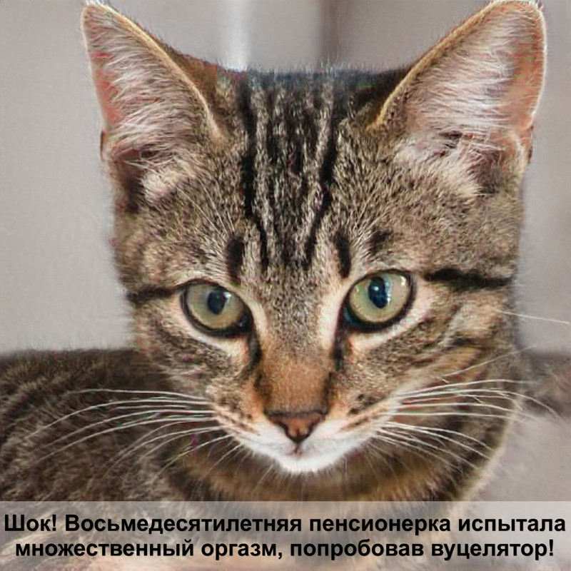 породы кошек черного окраса