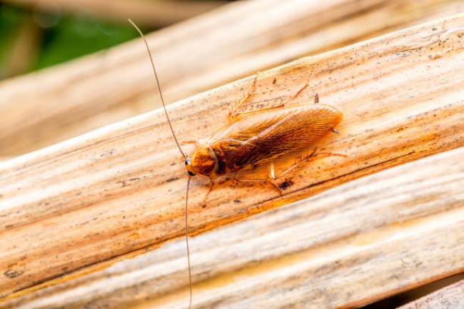 Pest-Control-10.jpg
