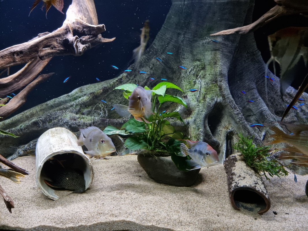 20221106_202004 (Groot)