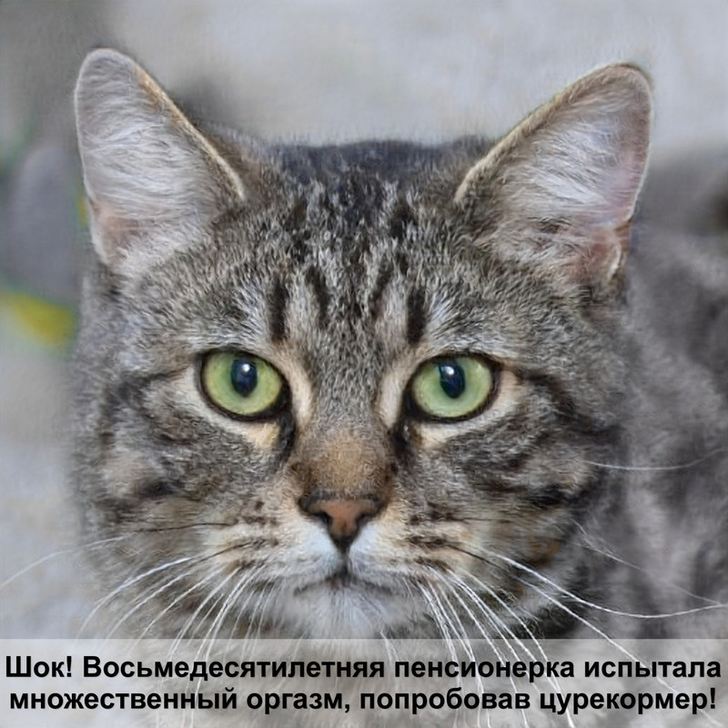 трехцветный окрас у кошек