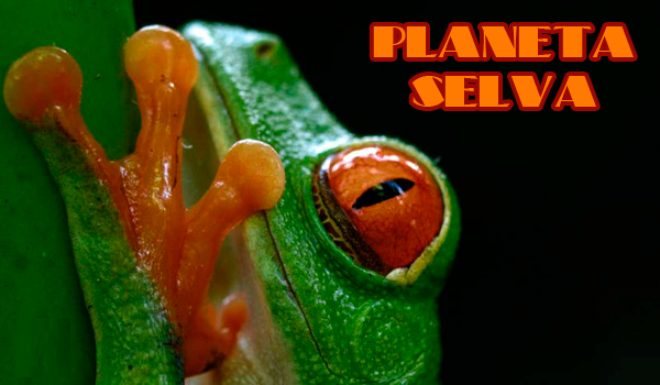 Planeta Selva 26 Documentales 1080p