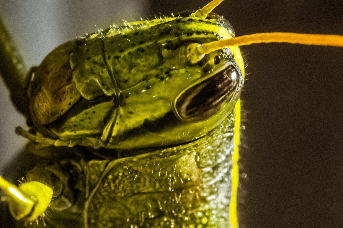green-locust.jpg