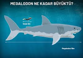 Megalodon vs İnsan