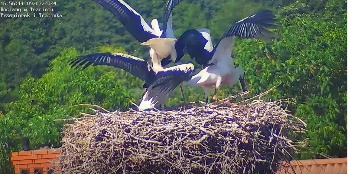 jaksienieprzewrocisztosienienauczysz