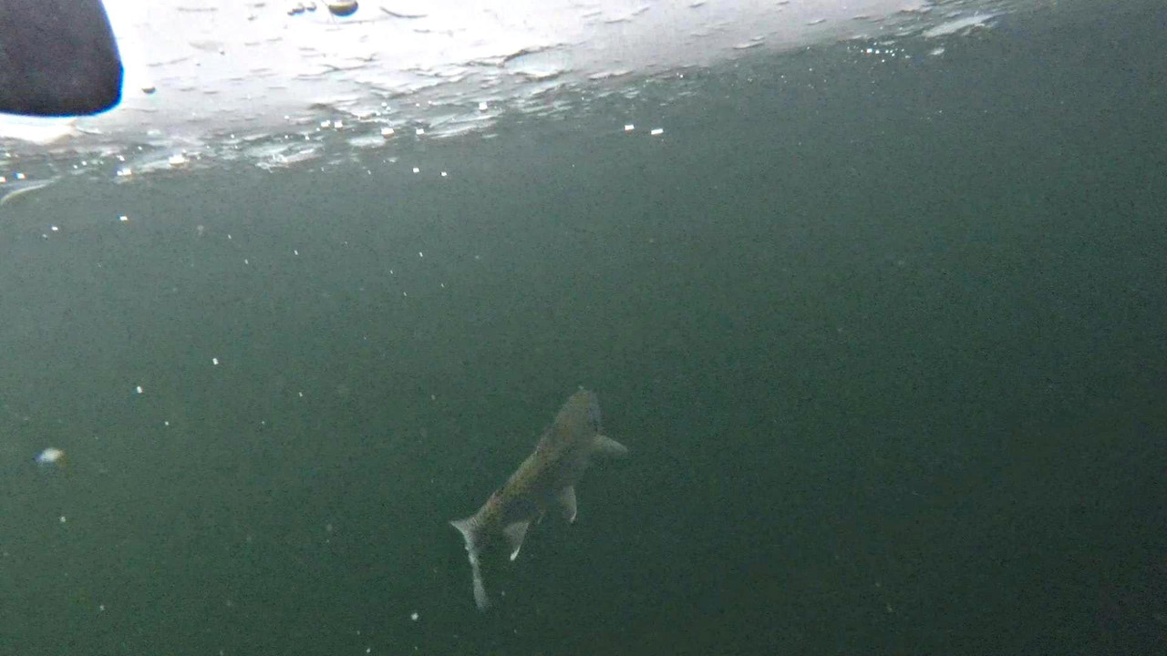FirstIce5