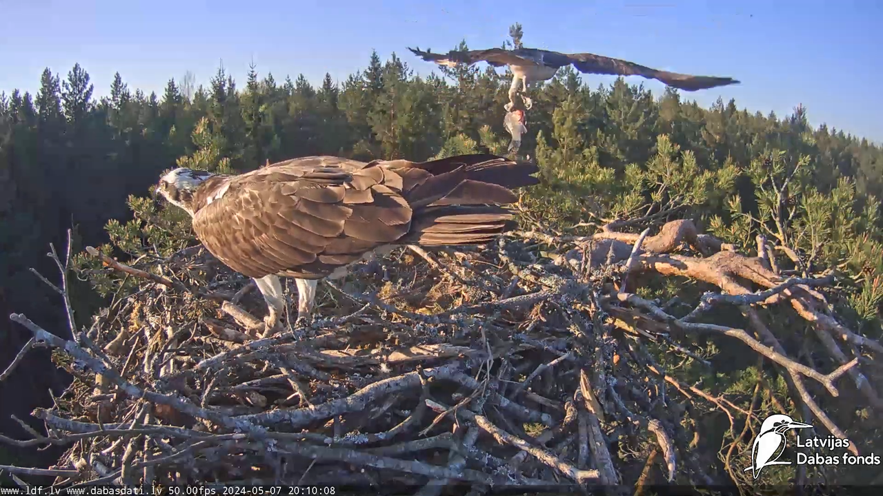 Zivju ērglis (Pandion haliaetus) Kurzemē - LDF tiešraide 11-10-38 screenshot