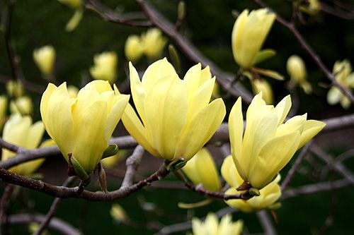https://i.postimg.cc/wM8RVHY2/aeea8e5868f6435fc21a75a61f4cfef8-japanese-magnolia-magnolia-trees.jpg