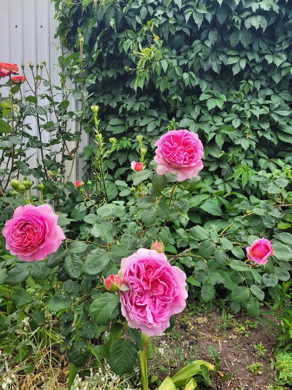 Принцесса Александра оф Кент