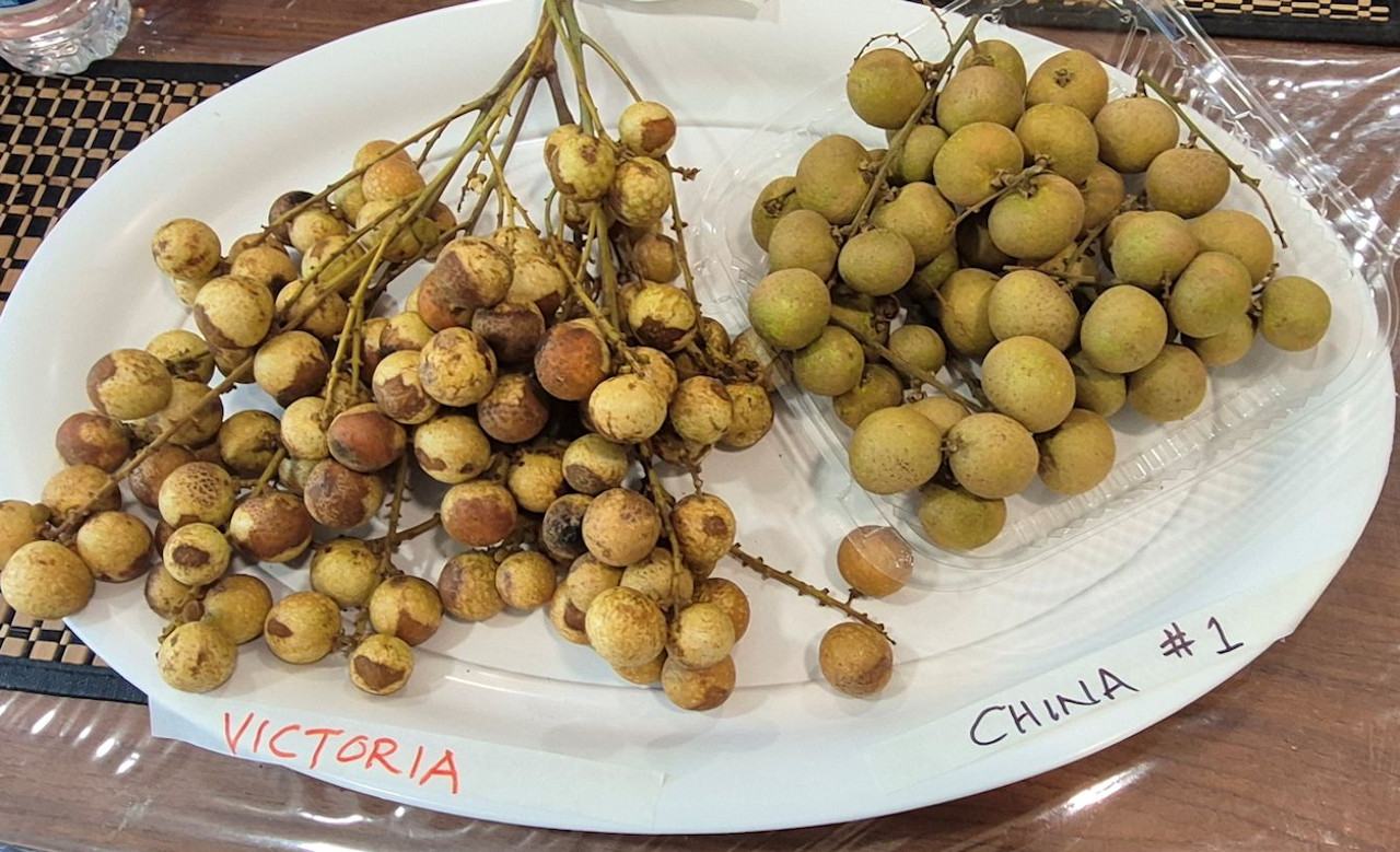 Longan Victoria Pic100
