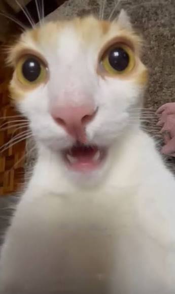 images 2026 04 09T174203 445