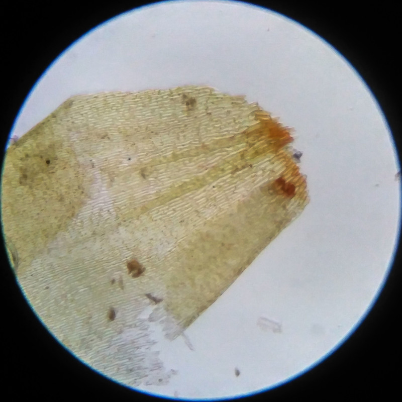 IMG 20250617 111649 HDR