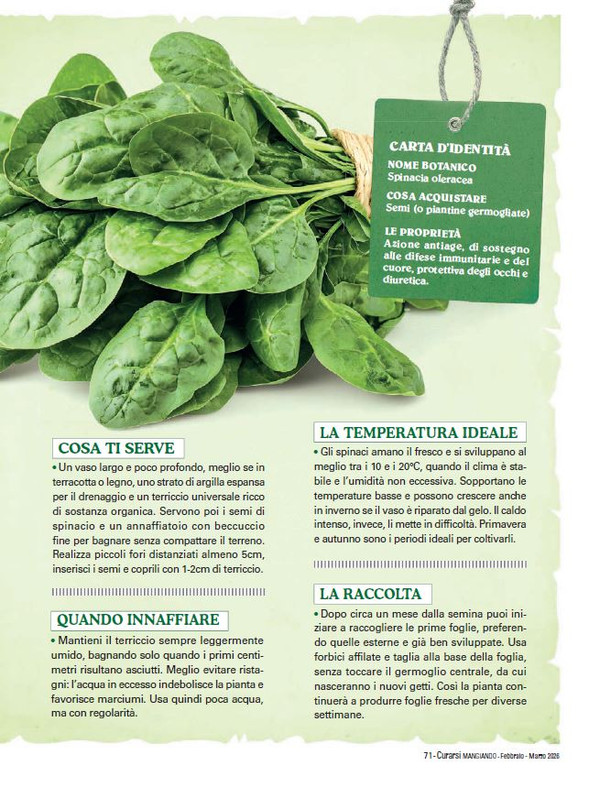 Cur Mang Feb Mar 2026 (8)