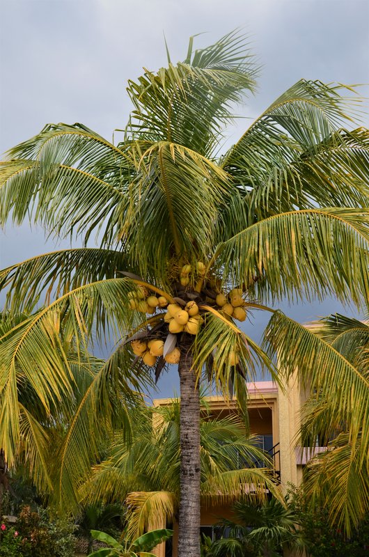 ISLA DE ROATAN-13-9-2017-HONDURAS - Crucero caribeño con MSC OPERA-Septiembre-2017 (111)