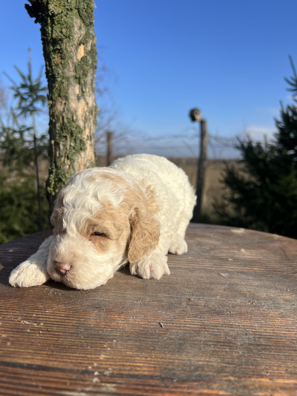 Lagotto Romagnolo female puppy – Litter F 2025 – playful pose, white base coat with orange markings – photo 2, 21 days old