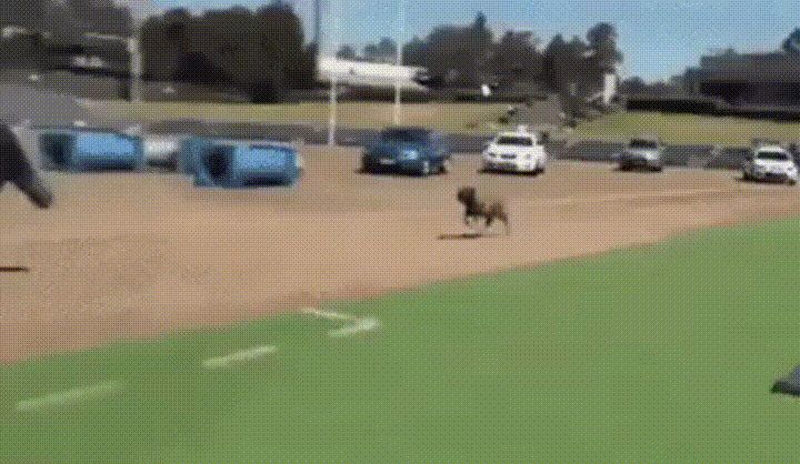giphy-52.gif