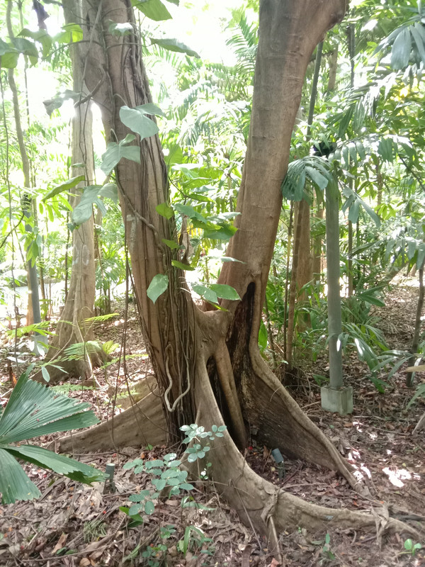 Arroceros Forest Park Manila Bagras20260715 141104