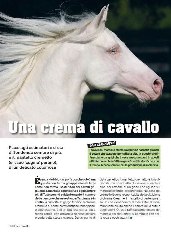 Il Mio Cav (Dic 2022-Gen 2023) 3