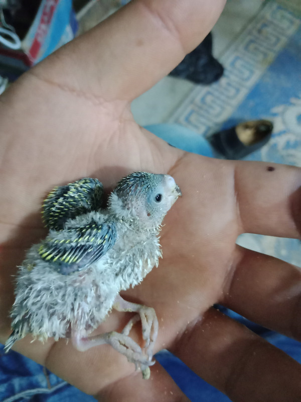IMG20180423185216