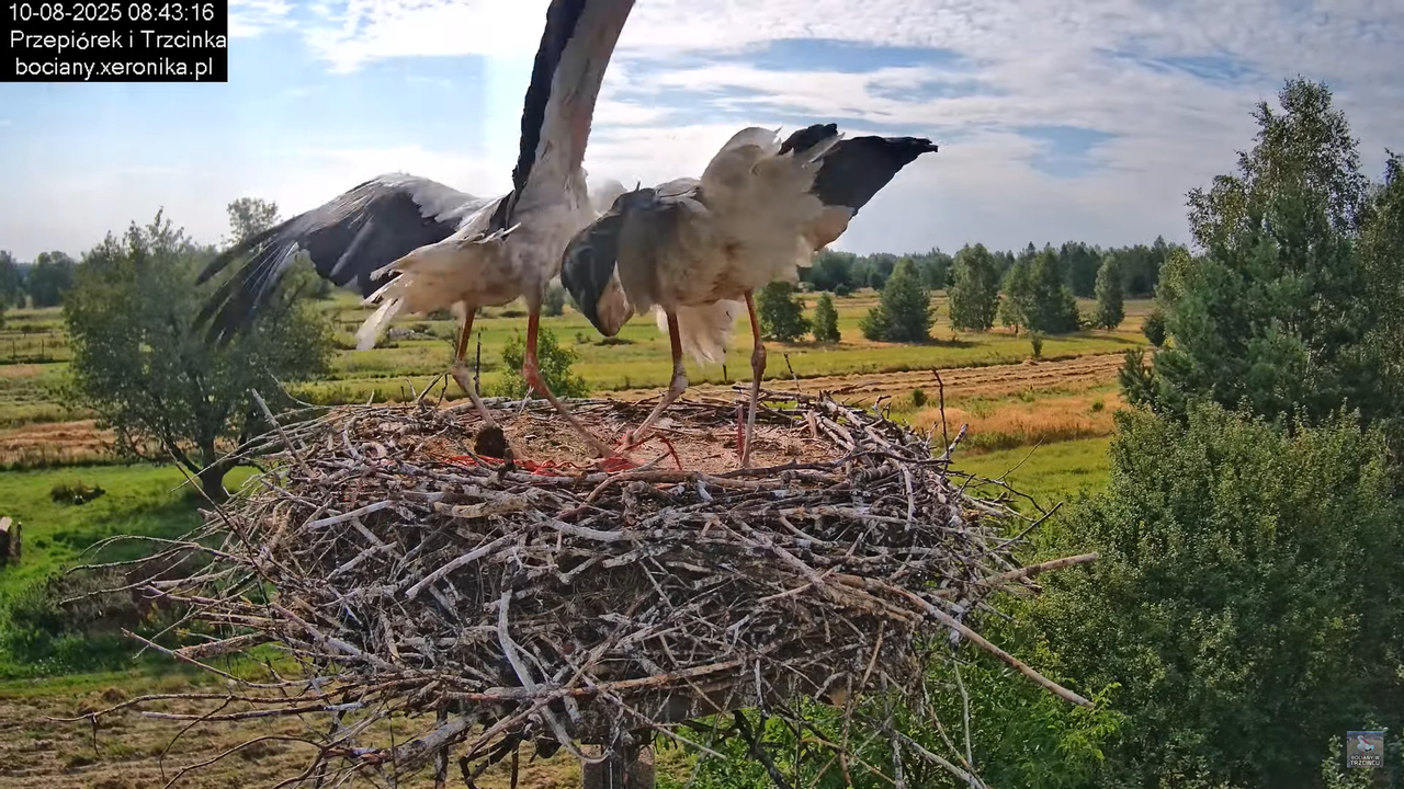 10082025bociany9