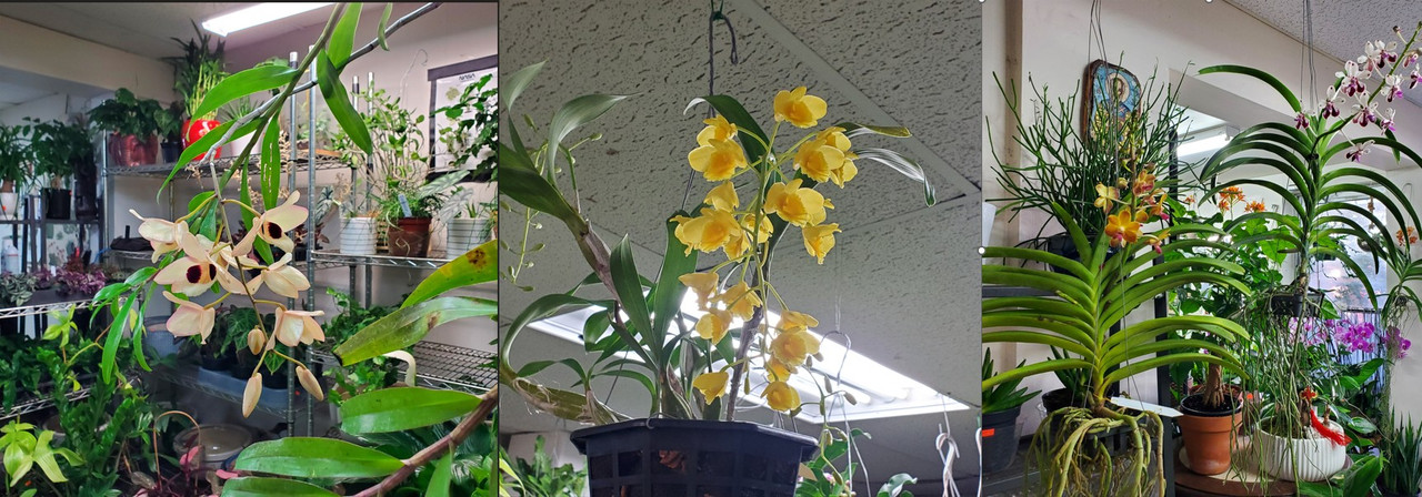 20260322Orlando Orchidand Bonsai
