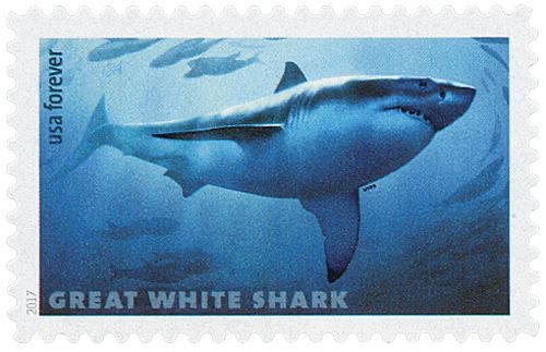 shark stamp1