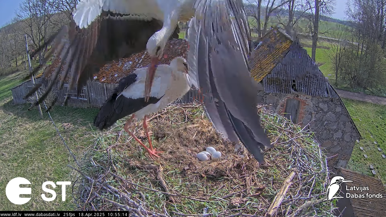 (22) Baltie stārķi (Ciconia ciconia) Tukuma novadā __ White storks in Tukums, Latvia - YouTube - 730