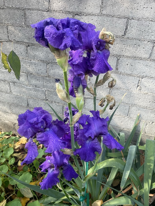 AFE35633-78-C4-428-C-9-CBC-57-BB419-FEE03-1-105-c