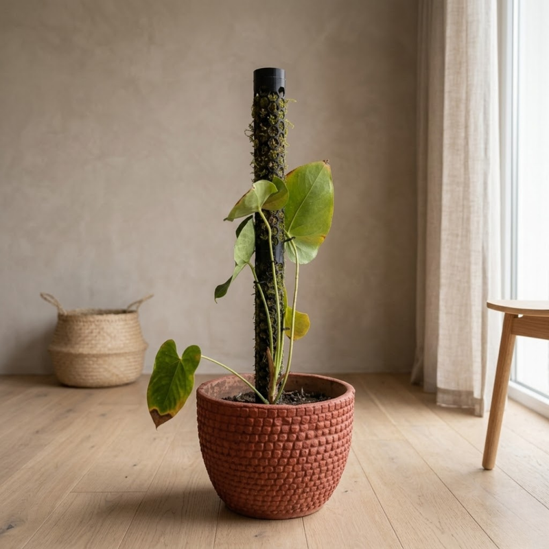 Planta con tutor colocado