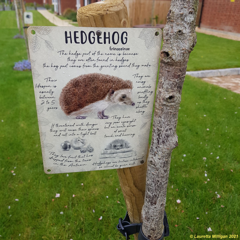 Hedgehog