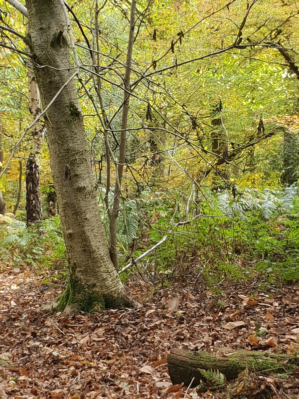 20181103-115546.jpg