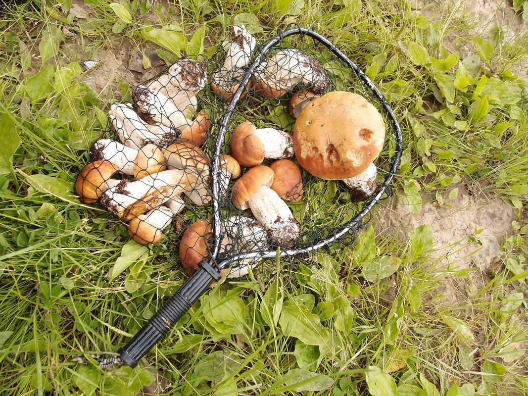 уловистый подсак