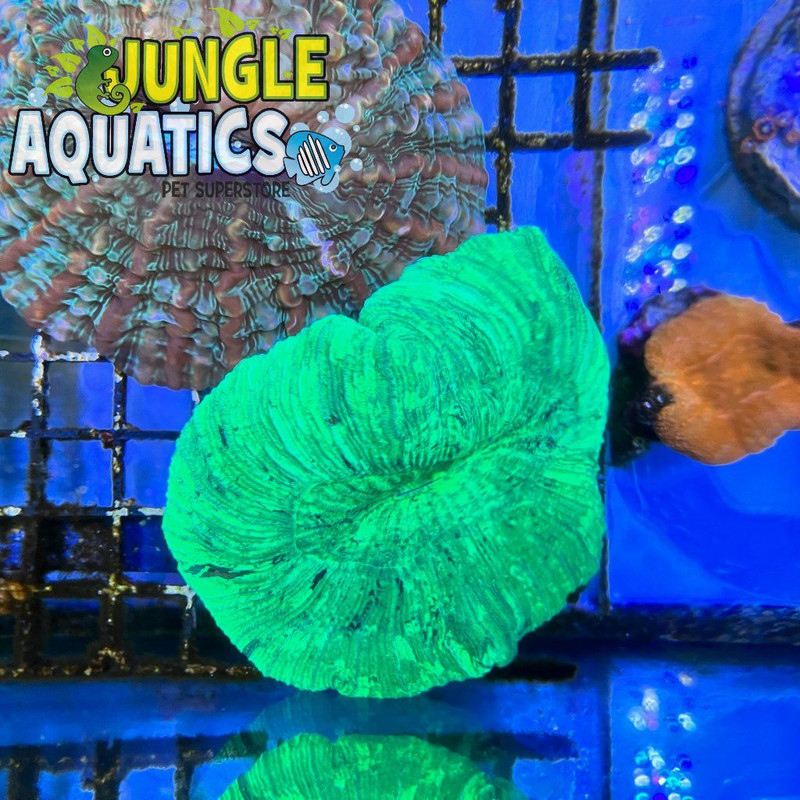 Coral Image