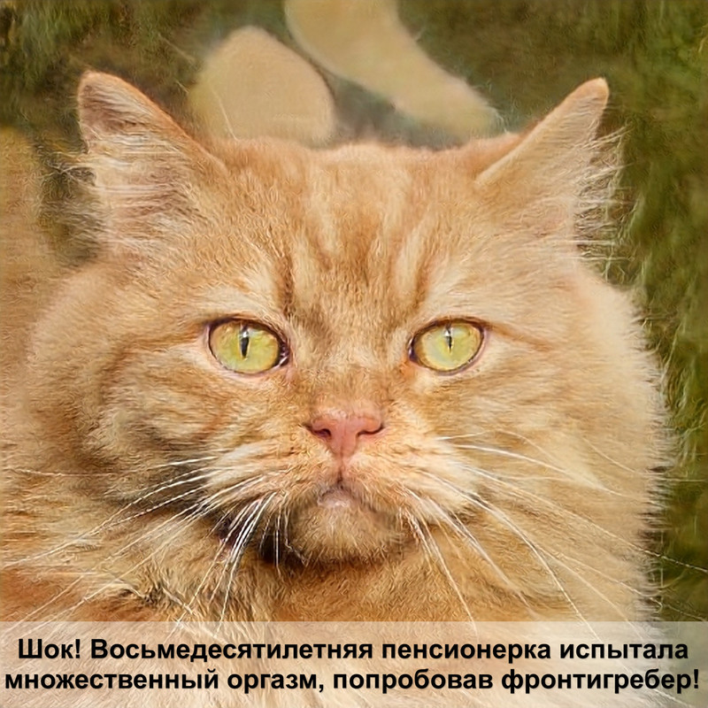 сколько зубов у кошки