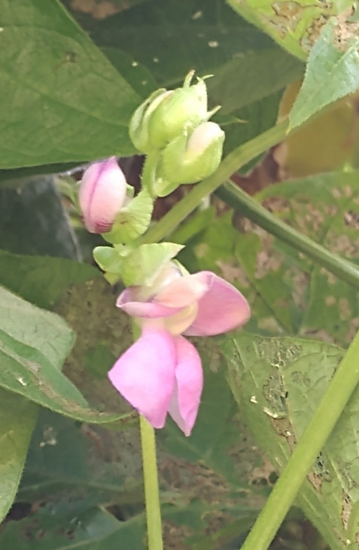 R34 Oaxacan Cream IMG_20200928_172006383~2