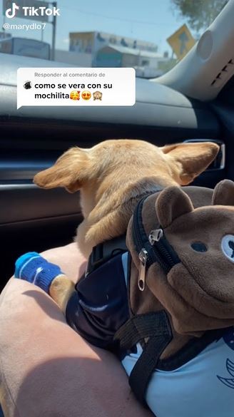 Perrito en TikTok se hace viral por su emoción al ver a su dueña