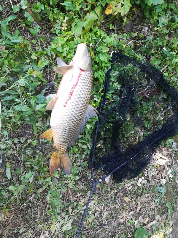 IMG-41d7a5be16353e94c3d3b45565ef93e6-V